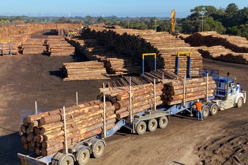 中国对澳洲再发通告 原木进口禁令扩至新州